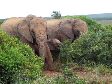 Addo Elephant National Park, Eastern Cape