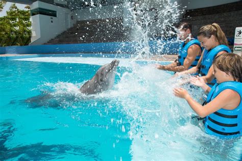 Cancún: Swim with Dolphins at Interactive Aquarium Cancún | GetYourGuide