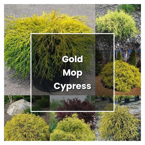 How to Grow Gold Mop Cypress Shrub - Plant Care & Tips | NorwichGardener