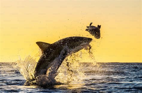 Silhouette of jumping Great White Shark. Red sky of sunrise. Great ...