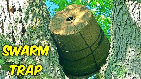 Setting Up Bee Swarm Trap - Beekeeping - YouTube