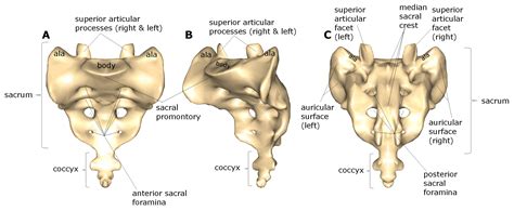 Sacrum And Coccyx