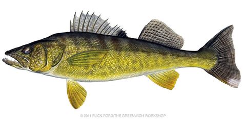 walleye :) | Walleye, Walleye fishing, Fish art