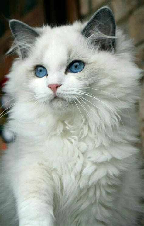 Cat Breeds With Blue Eyes And White Fur - Dogs And Cats Wallpaper