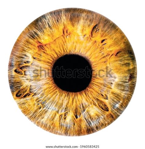 8,223 Eye Yellow Iris Images, Stock Photos, 3D objects, & Vectors ...