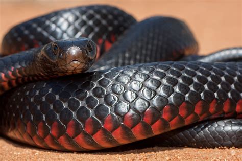 Red-Bellied Black Snake Bite - Animals Around The Globe