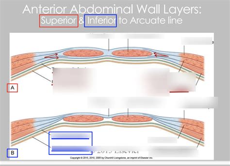 Layers of Arcuate Line Diagram Diagram | Quizlet