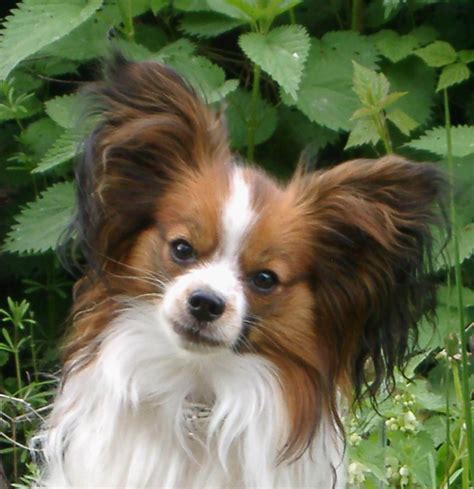 Papillon Dog Breed - Dog Breeds