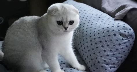 Scottish Fold Munchkin Cat: Traits, Personality, & Price | Beyond The Treat