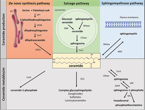 3 Compartmentalisation Of Metabolic Pathways Functions