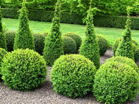 20 Types of Boxwood Shrubs for Landscaping