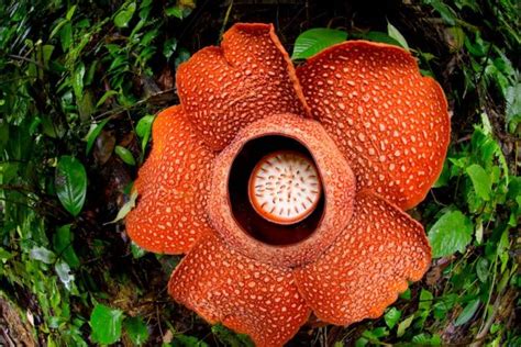 Rafflesia: Kebangaan Malaysia – Bunga Yang Terbesar di Dunia – Salaam ...