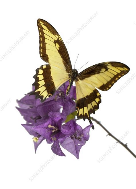 Anise swallowtail butterfly - Stock Image - C016/2227 - Science Photo ...