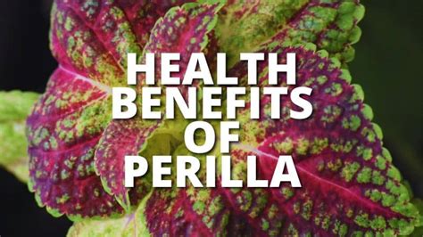 15 Amazing Health Benefits Of Perilla