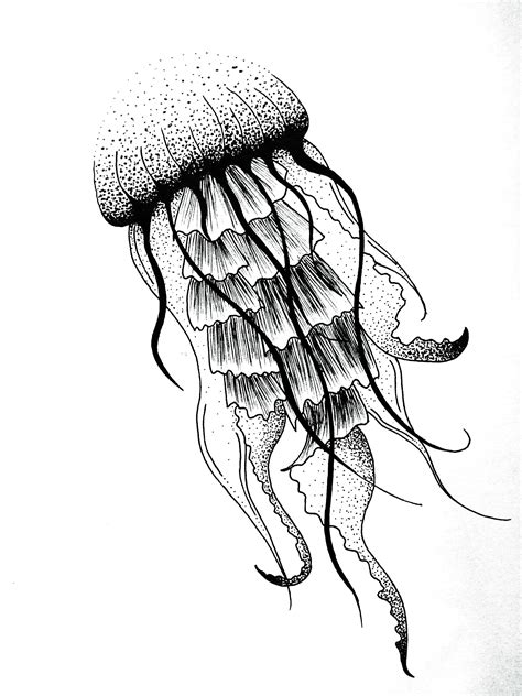 Box Jellyfish Drawing at GetDrawings | Free download