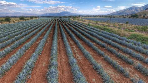 Agave Fields, Tequila Jalisco, Mexico - Drone Photography