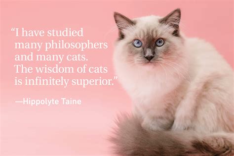 Cat Quotes Every Cat Owner Can Appreciate | Reader's Digest Canada