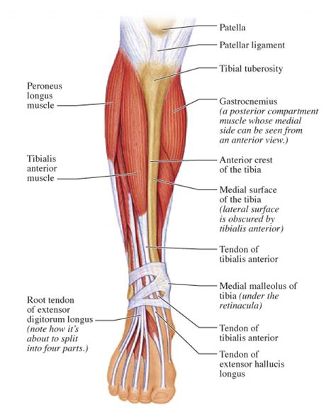 Leg muscles anatomy, Leg muscles diagram, Lower leg muscles