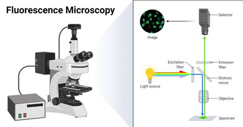 5 Types of Microscopes with Definitions, Principle, Uses, Labeled Diagrams