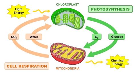 Relationship Between Photosynthesis And Respiration In Biology - FreeSkill