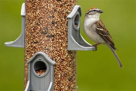 Bird Feeder Placement: What You Need To Know - Bird Informer