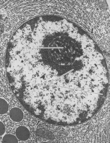 Plant Cell Nucleus Under Microscope : The Plant Cell / They possess ...