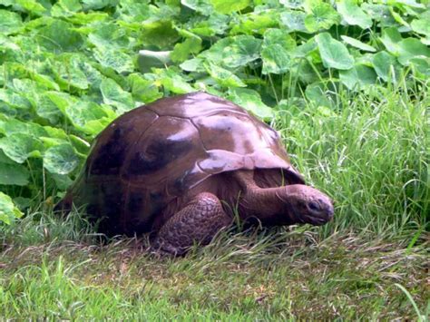 What is the oldest living thing on Earth? – The Hill