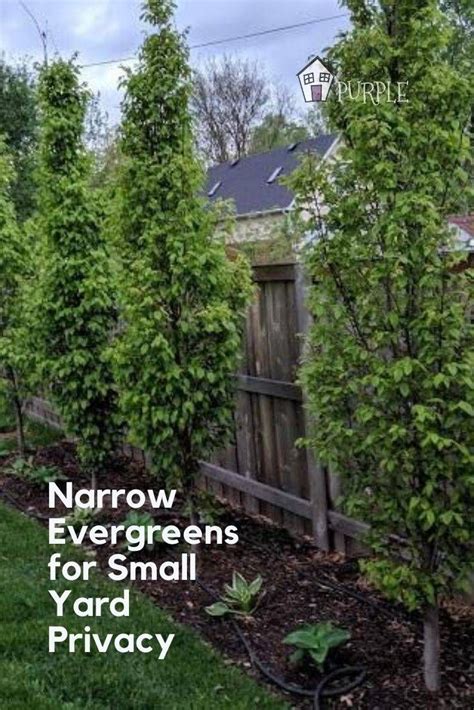 Narrow Evergreen Trees For Year-Round Privacy In Small Yards | Small ...