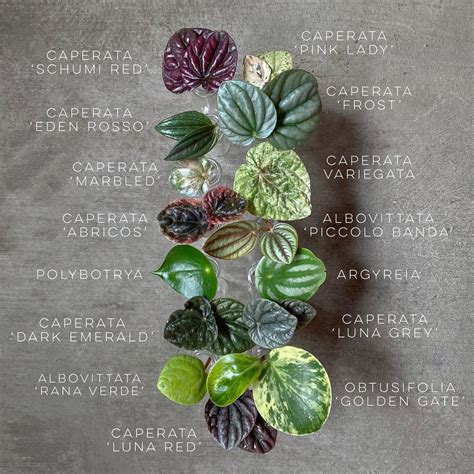 Peperomia Plants: How to Care and Find Your Perfect Plant | Plantcarefully