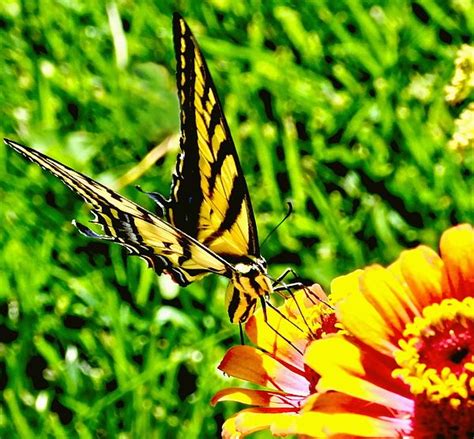 Yellow Butterfly On A Garden Flower by Amy McDaniel | Yellow butterfly ...