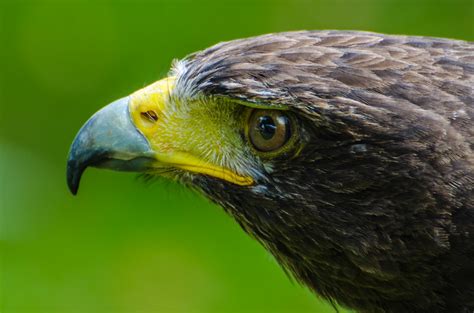 Photo portrait of an adult falcon with a yellow beak free image download