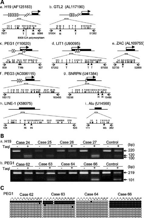 Methylation status of imprinted genes in genomic DNA prepared from ...