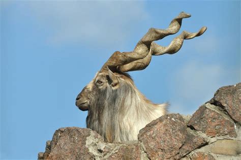 Markhor Wallpapers - Top Free Markhor Backgrounds - WallpaperAccess