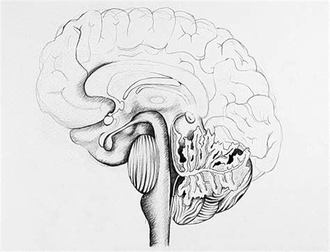 Simple Brain Drawing