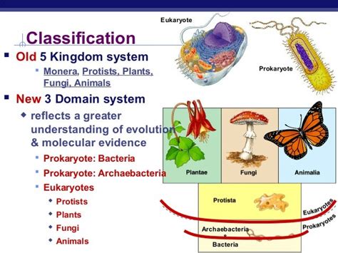 What kingdom do bacteria belong to? - mccnsulting.web.fc2.com