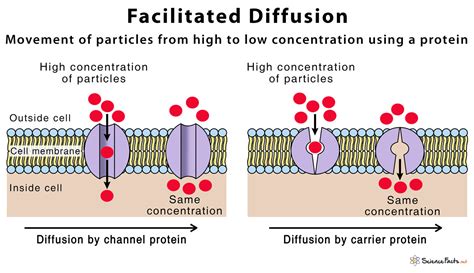 Facilitated Diffusion - Science Facts