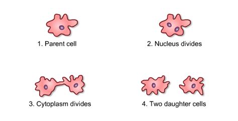 How do amoeba reproduce - Science - How do Organisms Reproduce ...