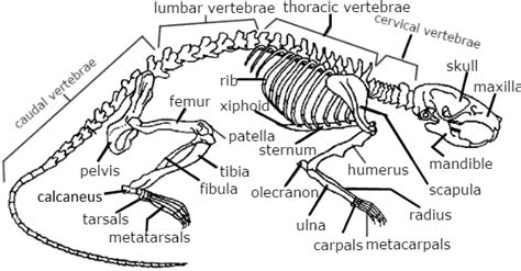 [DIAGRAM] Teeth Labeled Diagram Mouse - MYDIAGRAM.ONLINE