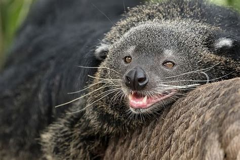 Binturong - Alchetron, The Free Social Encyclopedia