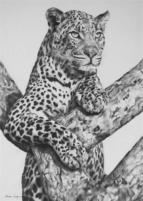 Adult Leopard in tree.Pencil on board. | Pencil drawings of animals ...