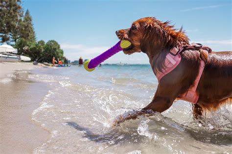 The 9 Best Dog Beach Accessories!