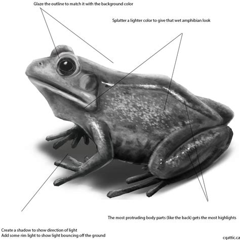 How to Draw a Frog: A Practical Step-by-Step Guide to Creating ...