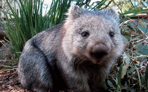 Wombat Protection Society of Australia - Pets