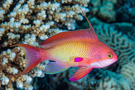 Scalefin Anthias, Red Sea form, male - Pseudanthias squamipinnis - a ...