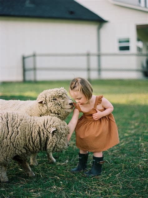 Babydoll Sheep: Everything You Need to Know | Everly & Raine Co.