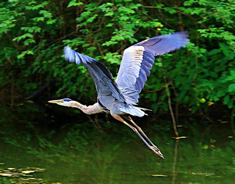 Blue Heron in Flight Photograph by Mary Walchuck - Pixels