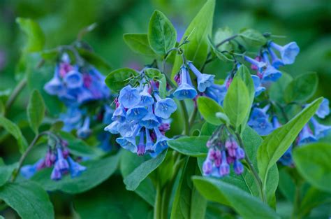 12 Perennial Plants That Shine in the Shade