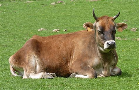 File:Jersey cow J4.jpg