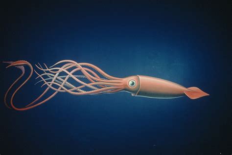 Giant Squid - Life of Sea