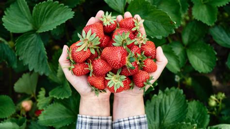 The Best Method For Harvesting Your Garden's Strawberries